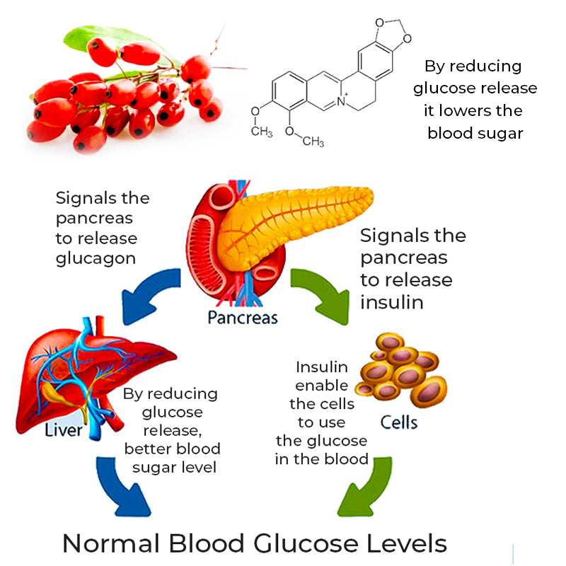GFOUK™ SugarSync Egészség Ellenőrzés Aeroszolizáló